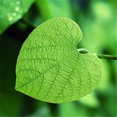 足球滚球的正规平台app手机app下载